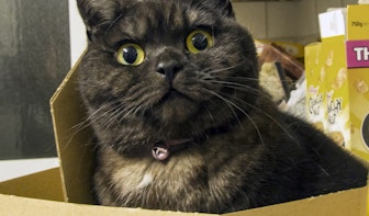 Utrechtse onderzoekers ontdekken waarom katten in dozen willen zitten
