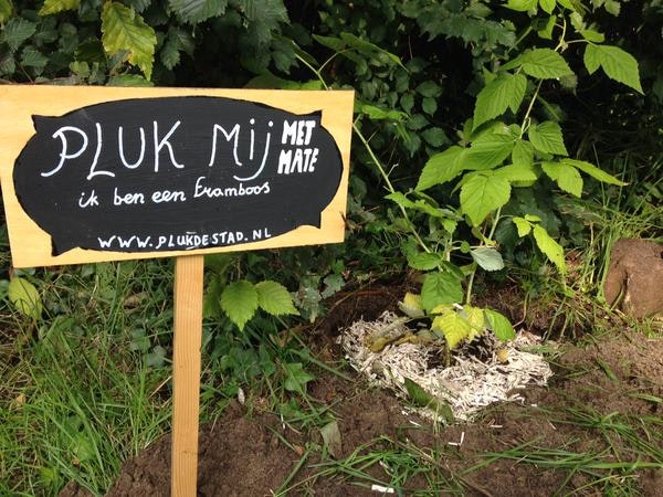 Honderd fruitbomen geplant in Utrecht: “Pluk mij! Ik ben een framboos”