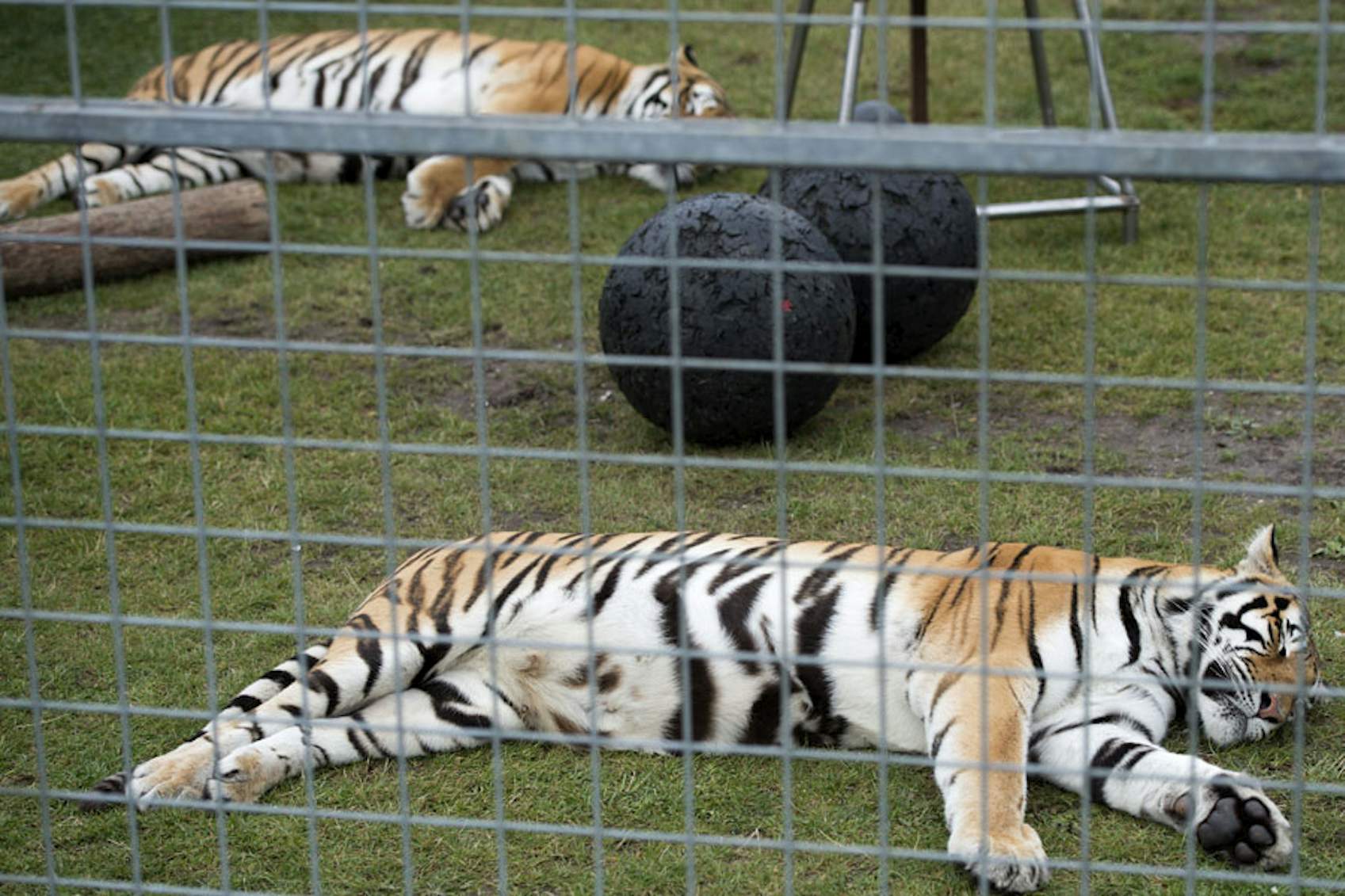 Gemeente Utrecht roept te maken met landelijk verbod wilde dieren in circus | De Utrechtse Internet Courant
