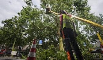 Gemeente druk bezig om 114 jaar oude boom aan de Oudegracht te redden