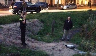 Zeehond zwemt door Utrechtse gracht en wordt gevangen door politie