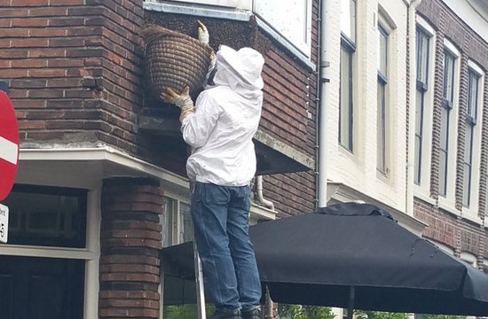 Bijen strijken neer in Lange Nieuwstraat