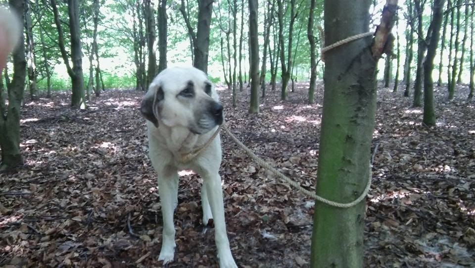 Vastgebonden hond gevonden in het Utrechtse Gagelbos