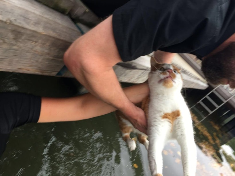 Kat na zes dagen gered uit put aan Oudegracht