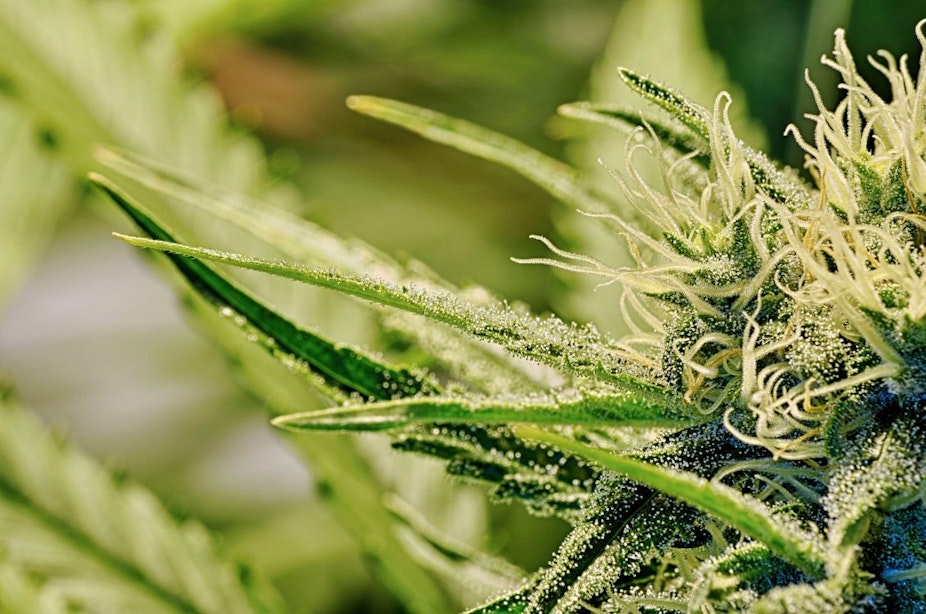 ‘Gedogen van thuisteelt medicinale cannabis niet aan de gemeente Utrecht’