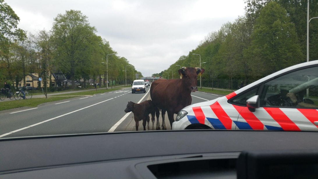 Politie druk met losgebroken koe en kalf