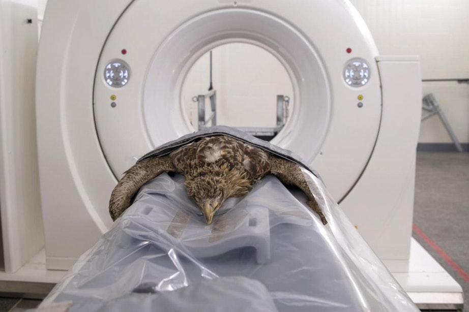 Primeur in Nederland: zeearend door CT-scan in Utrecht