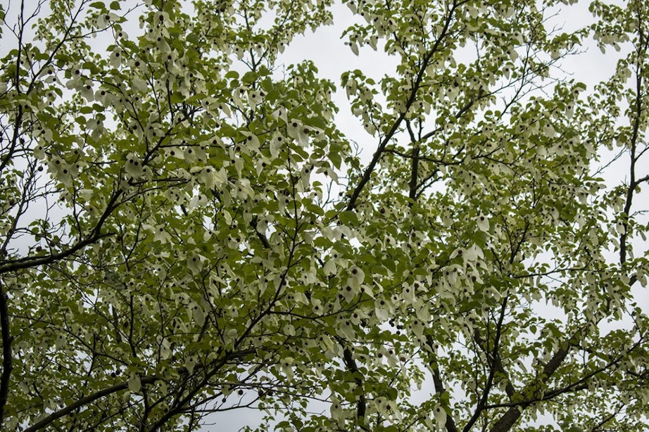 Zeldzame Vaantjesboom bloeit in tuin Universiteitsmuseum