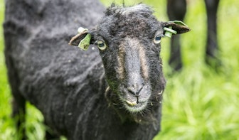 Nog onduidelijk of schapen die slachtoffer werden van overlast terugkeren naar Máximapark