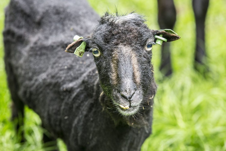 Nog onduidelijk of schapen die slachtoffer werden van overlast terugkeren naar Máximapark