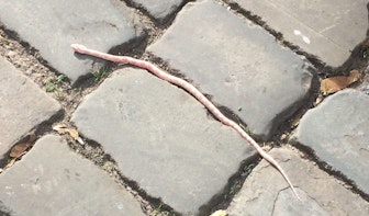 Buurtbewoners vinden slang in Utrechtse binnenstad