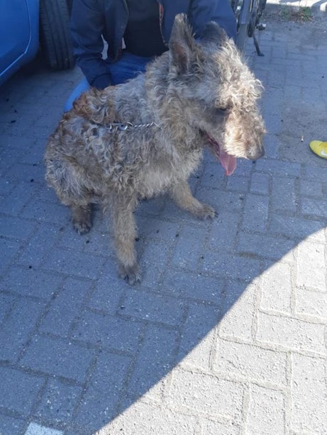 Oververhitte hond uit auto gered aan Laan van Maarschalkerweerd