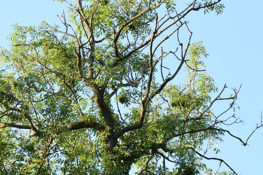 Mogelijk kap van 150 bomen bij Nieuw Amelisweerd