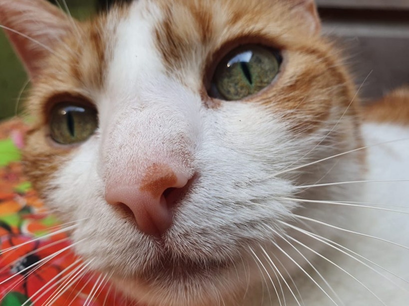 Louis Hartlooper Complex laat weer compilatie zien van de leukste kattenfilmpjes