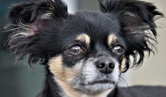 26 chihuahua’s mogen voorlopig bij Utrechtse bewoonster blijven
