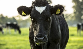 Ontsnapte koe houdt gemoederen flink bezig in Utrecht