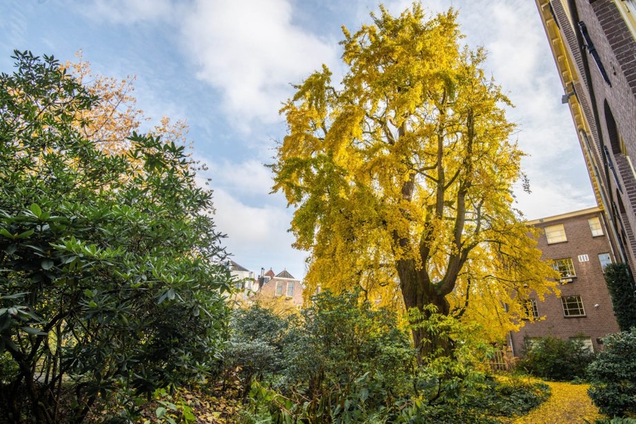 Bijzondere eeuwenoude boom in Utrecht kleurt goudgeel