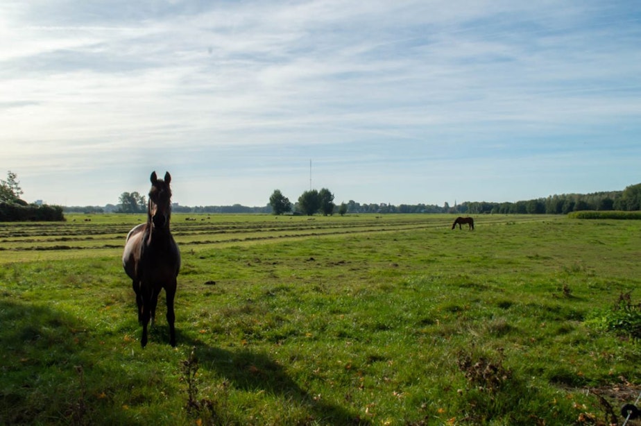 Commissie beoordeelt milieurapport over windpark in polder Rijnenburg en komt met adviezen aan gemeente Utrecht