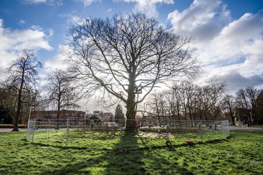 Het eind van de iconische rode beuk: 170 jaar oude boom gaat neer