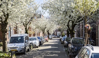 Foto’s: Kleurrijke bloesem fleurt Utrecht op