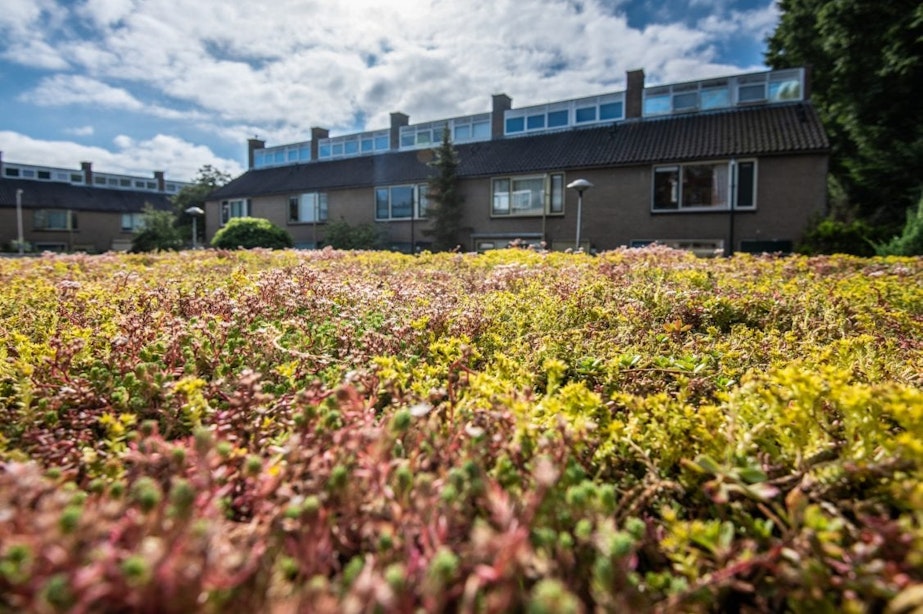 Provincie Utrecht lanceert duurzame dakenkaart; bekijk hier welke daken geschikt zijn voor zonnepanelen of plantjes