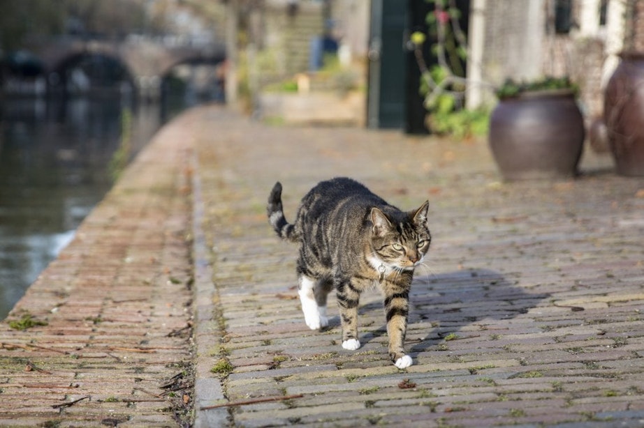 Universiteit Utrecht gaat onderzoeken of katten gevoelig zijn voor corona