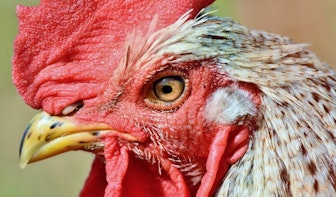 Gedumpte hanen in Utrechts Julianapark mogen voorlopig blijven