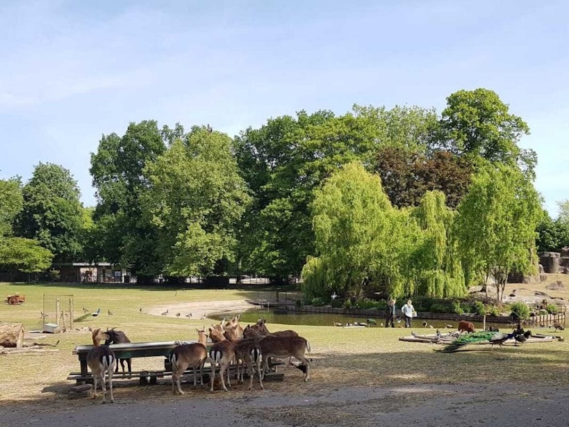 Gemeente Utrecht gaat niet per direct een fokverbod voor herten invoeren