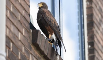 Roofvogel trekt veel bekijks in Utrechtse binnenstad