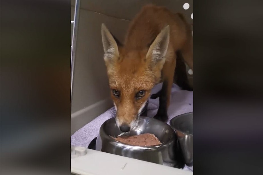 Utrechtse dierenambulance helpt vos tijdens warm weer