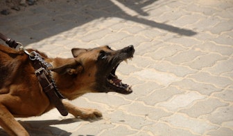 Man aangevallen door twee honden in Utrechtse wijk Lunetten; politie zoekt eigenaar viervoeters