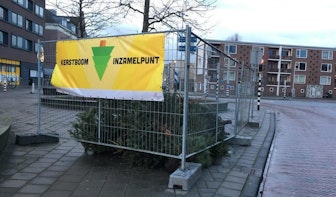 Utrechtse kerstbomen krijgen een tweede leven als compost of bier