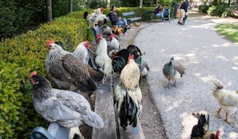 Gemeente Utrecht heeft nog geen oplossing voor hanenprobleem Julianapark