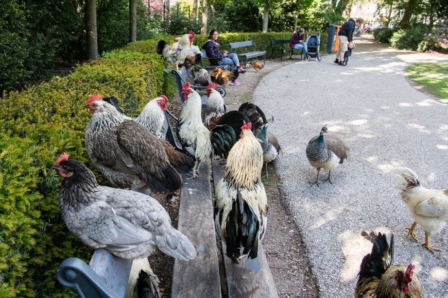 Alle kippen verdwijnen uit Julianapark in Utrecht uit angst voor vogelgriep