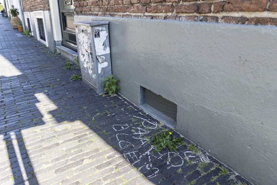 Gemeente Utrecht experimenteert met het laten staan van spontane bloemen en planten
