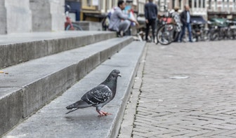 ‘Friet heeft niet de voorkeur van Utrechtse stadsduiven’
