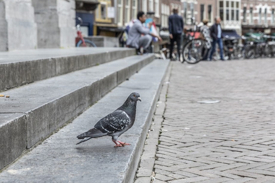 ‘Friet heeft niet de voorkeur van Utrechtse stadsduiven’