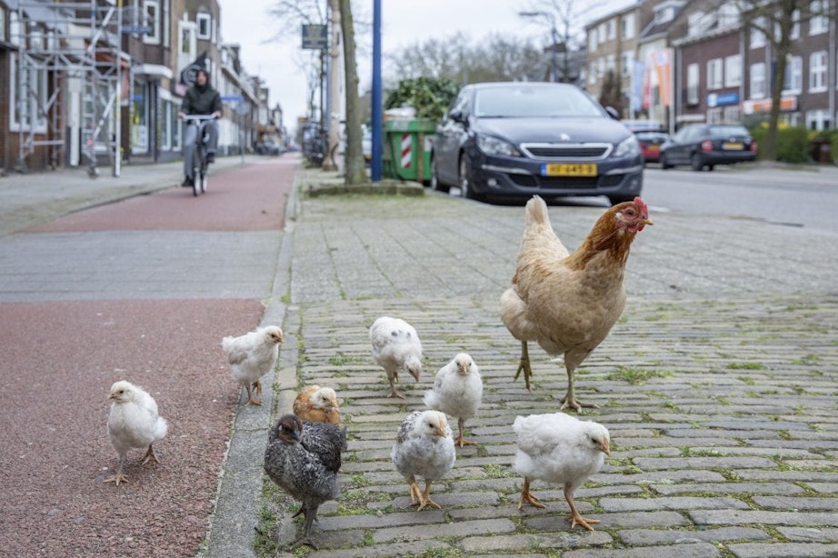Straks mogen dieren in Utrecht alleen gevoerd worden op plekken die zijn aangewezen