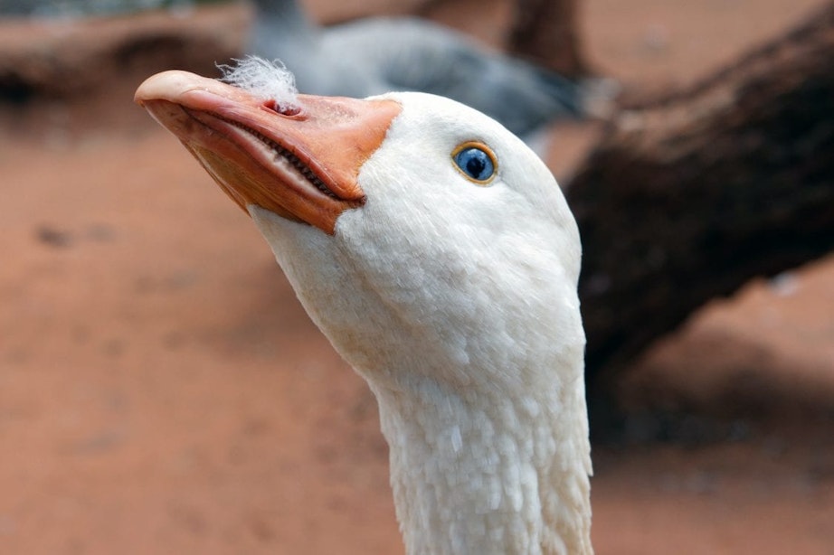 Vogelgriep op dierenweide in Vleuten; 56 besmette dieren worden geruimd