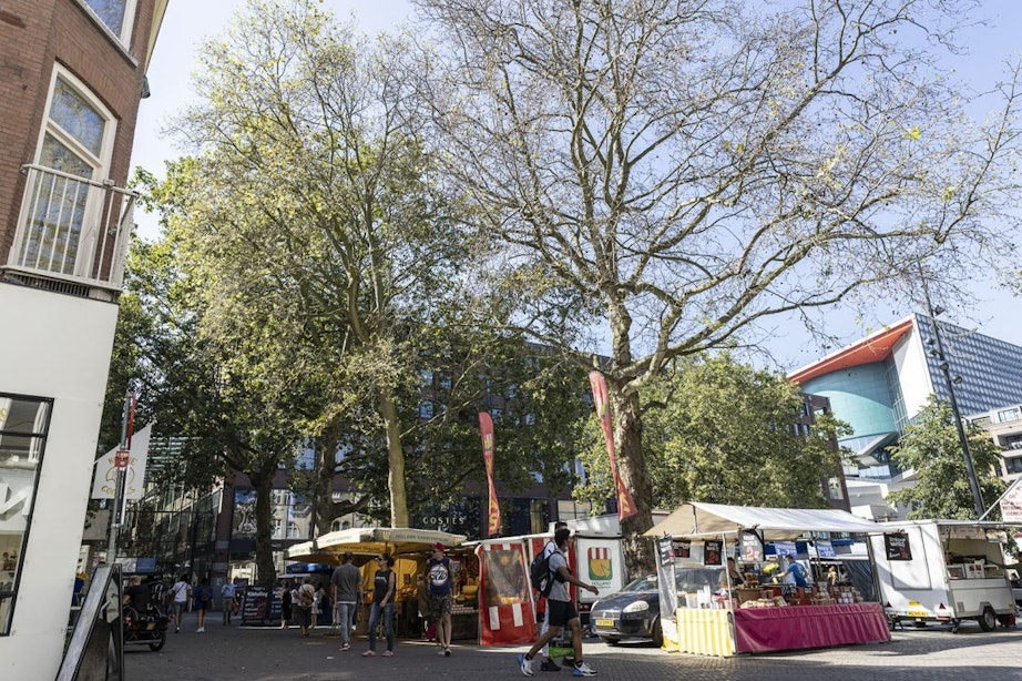 Gemeente Utrecht: zuurstofgebrek deels oorzaak voor afsterven bomen op het Vredenburg