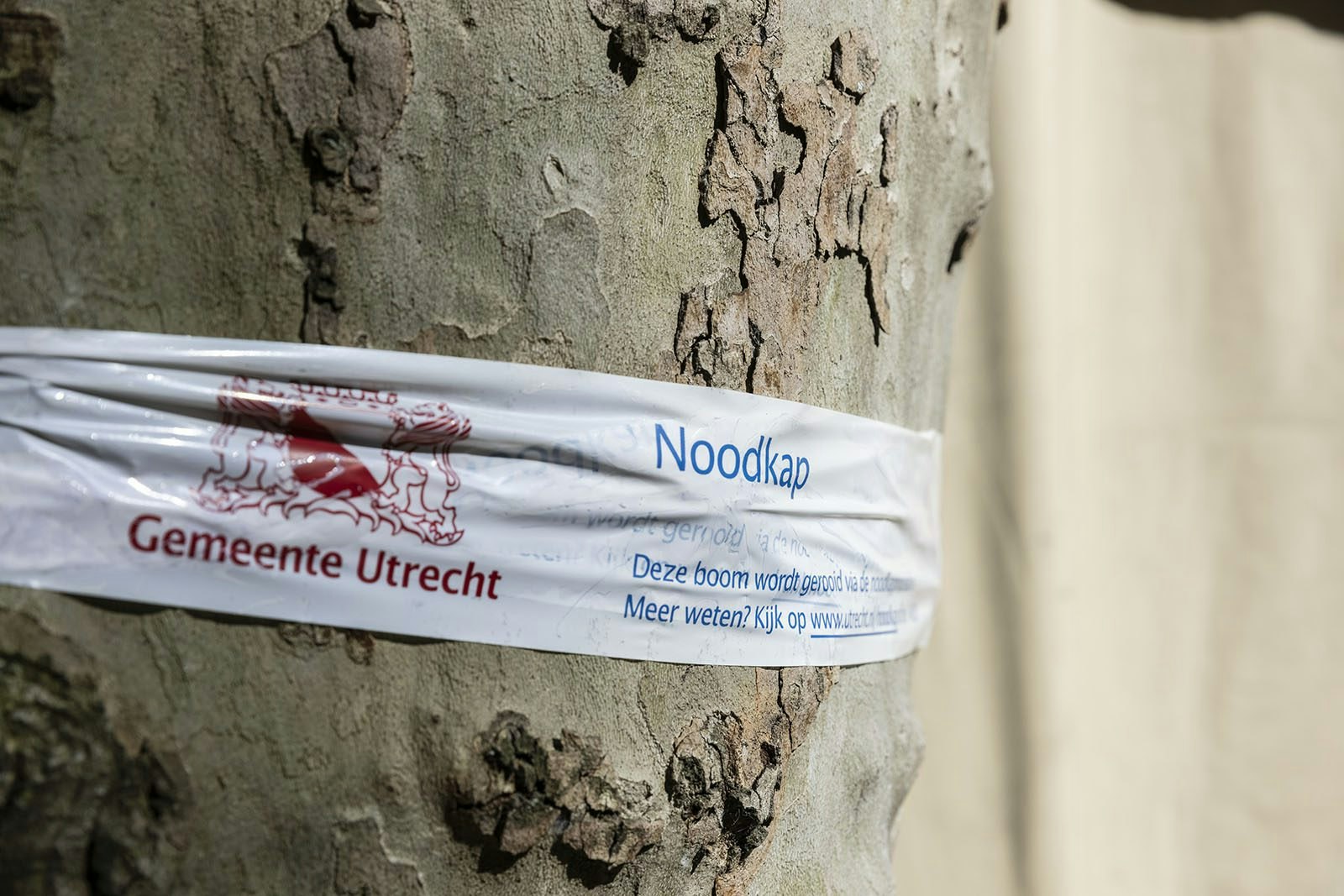 Municipality of Utrecht urgently cuts two airplane timber on Vredenburgplein