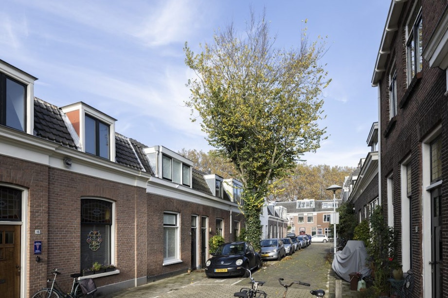 Toevallig Groen: Verplante Hollandse iep in Oudwijk