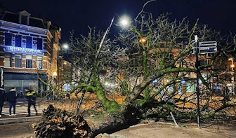 Gemeente Utrecht: ‘Houtrot in de wortels is de reden dat de kastanjeboom op de Neude omviel’