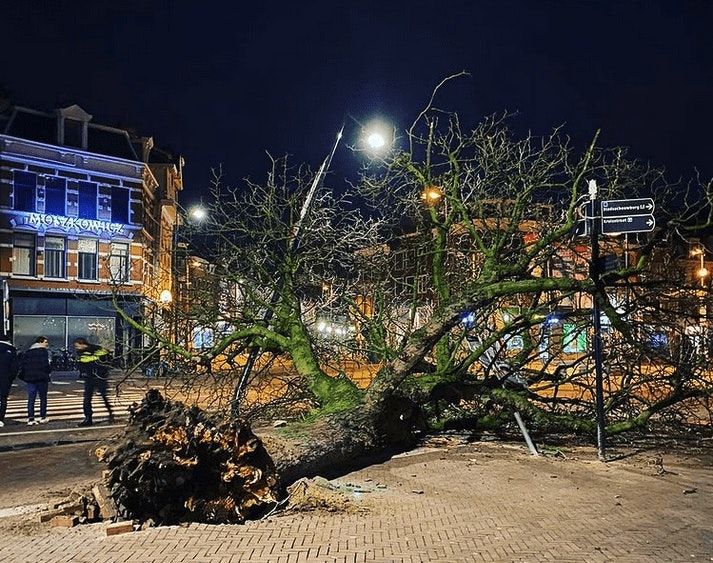 Gemeente Utrecht: ‘Houtrot in de wortels is de reden dat de kastanjeboom op de Neude omviel’