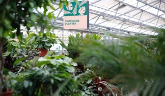 Planten verzorgen in de winter: Steck geeft tips