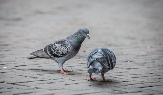 Partij voor de Dieren springt op de bres voor de Utrechtse duif en gaat strijd aan met elastiekjes