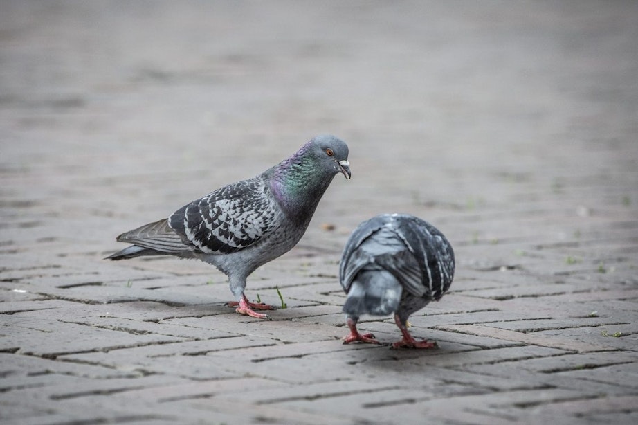 Bijna 60 dode duiven gedumpt in Minstroom in Utrecht; politie ‘dringend’ op zoek naar getuigen