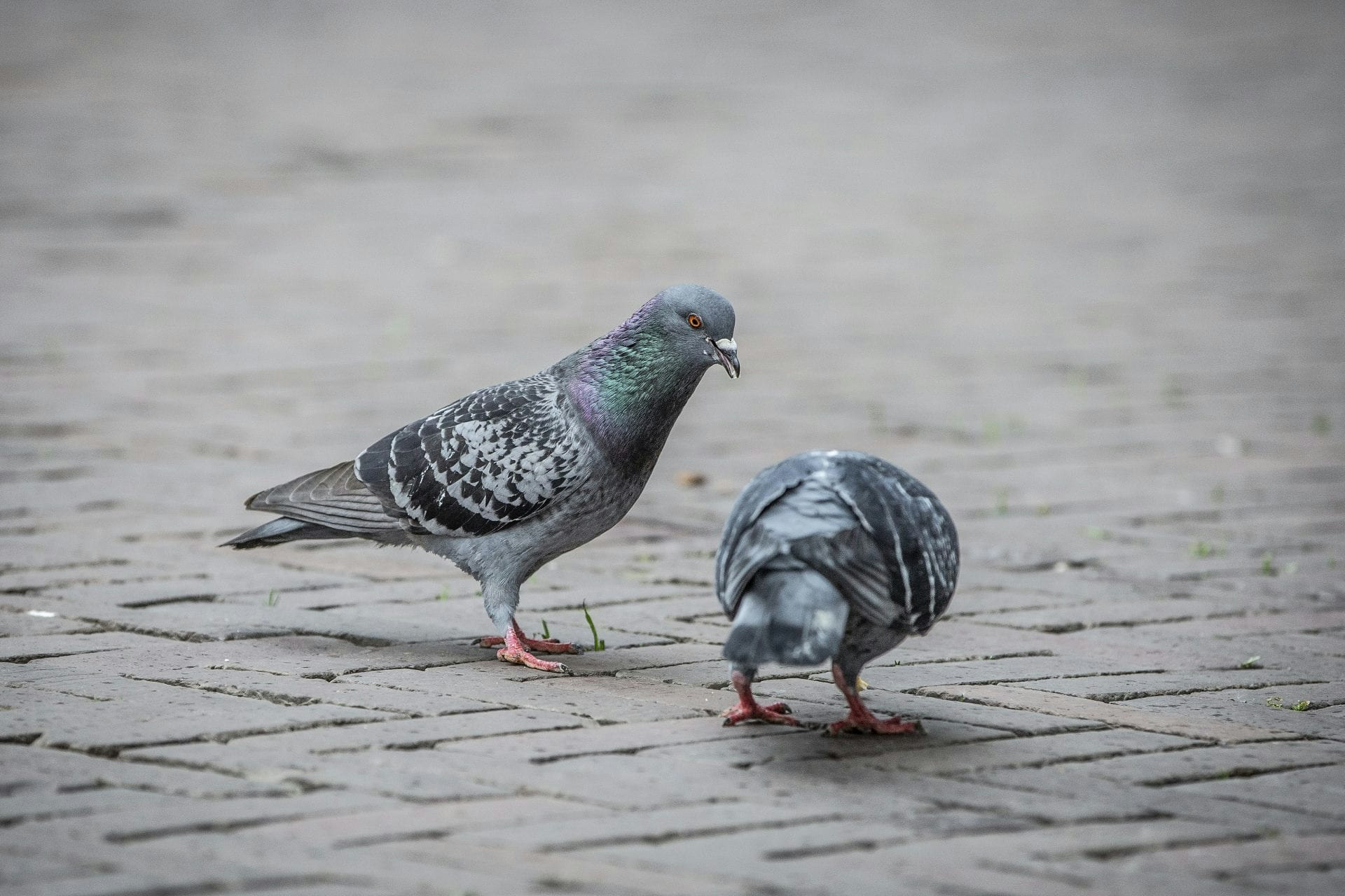 Bijna 60 dode duiven Minstroom in Utrecht; politie 'dringend' zoek naar