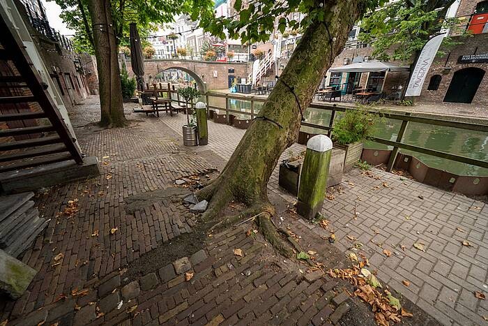 Zeven bomen aan de Oudegracht in Utrecht worden gekapt
