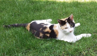 Utrechtse kat overleden nadat het dier waarschijnlijk opzettelijk is verwond door een persoon